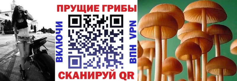 Псилоцибиновые грибы ЛСД цена наркотик Карачаевск
