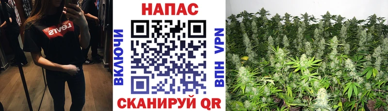 Конопля MAZAR Карачаевск